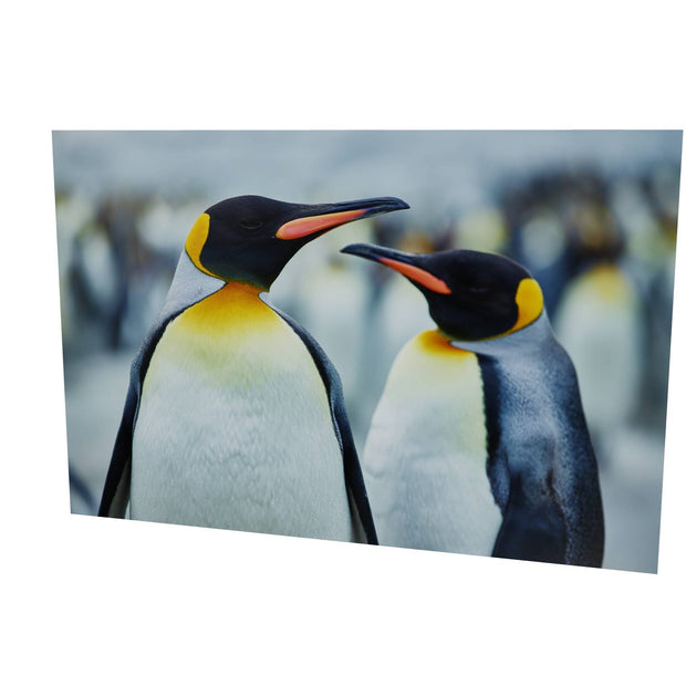 The Sly Eye, South Georgia - Fine Art Print