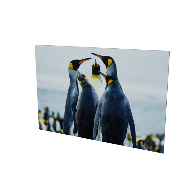 Penguin Conference, Gold Harbour, South Georgia - Fine Art Print