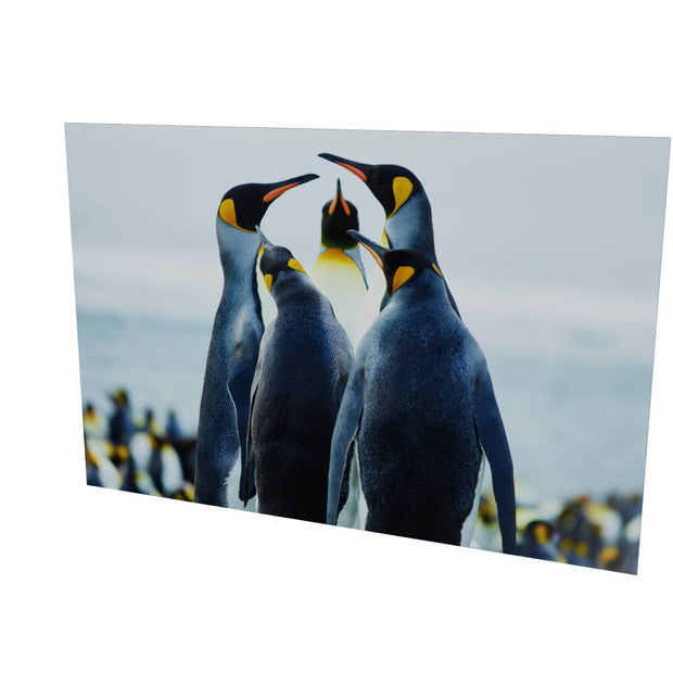 Penguin Conference, Gold Harbour, South Georgia - Fine Art Print