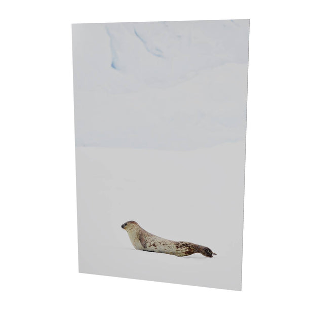 Weddel Seal, Portal Point, Antarctic Peninsula