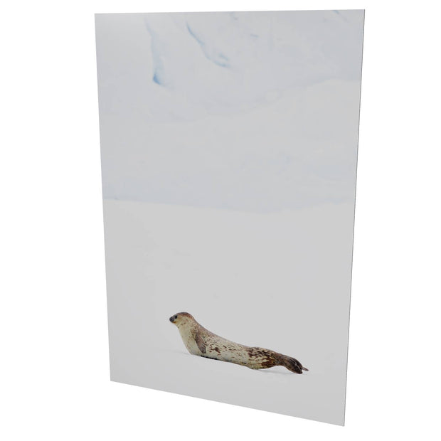 Weddel Seal, Portal Point, Antarctic Peninsula