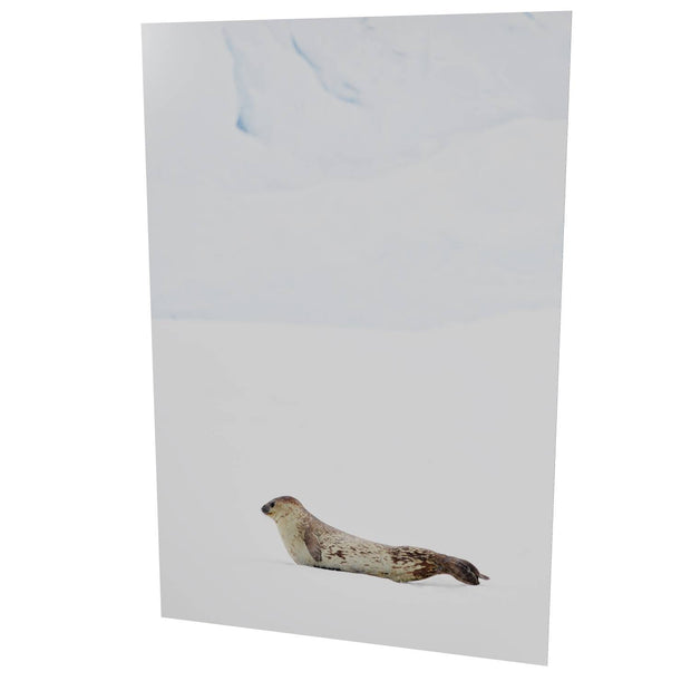 Weddel Seal, Portal Point, Antarctic Peninsula