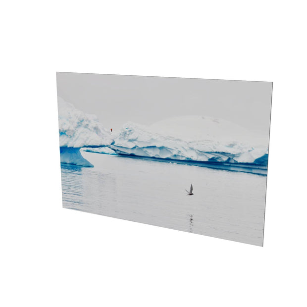 Antarctic Tern, Cuverville Island, Antarctic Peninsula
