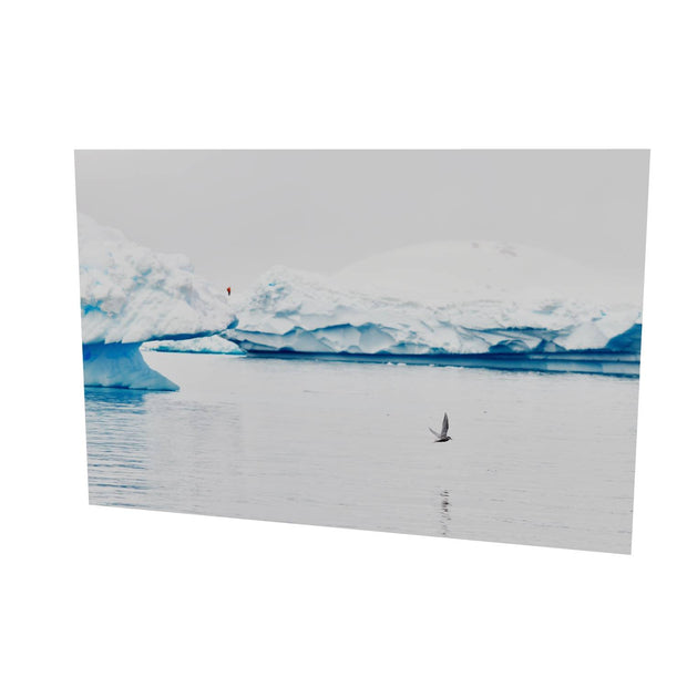 Antarctic Tern, Cuverville Island, Antarctic Peninsula