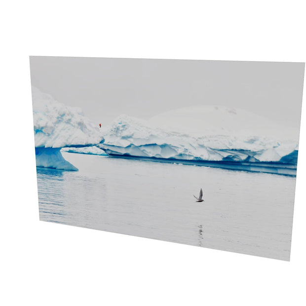 Antarctic Tern, Cuverville Island, Antarctic Peninsula