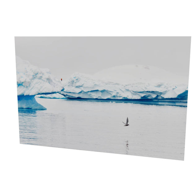 Antarctic Tern, Cuverville Island, Antarctic Peninsula