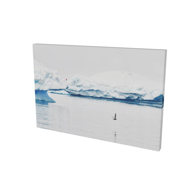Antarctic Tern, Cuverville Island, Antarctic Peninsula