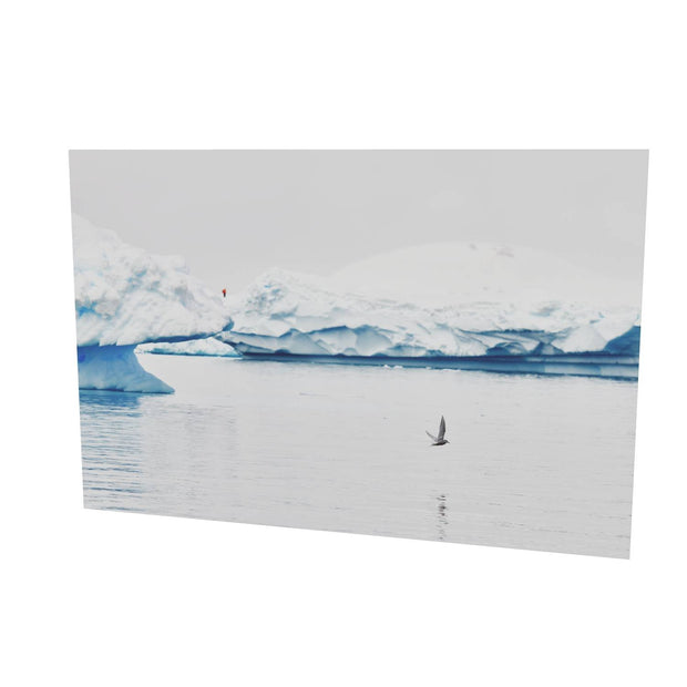 Antarctic Tern, Cuverville Island, Antarctic Peninsula