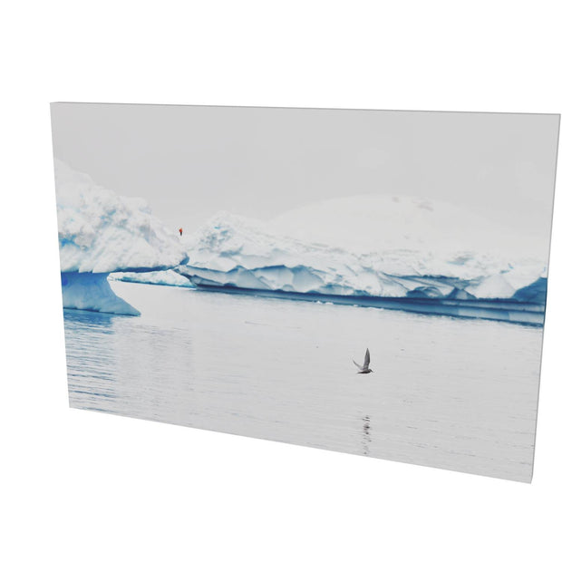 Antarctic Tern, Cuverville Island, Antarctic Peninsula