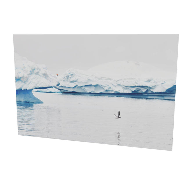 Antarctic Tern, Cuverville Island, Antarctic Peninsula