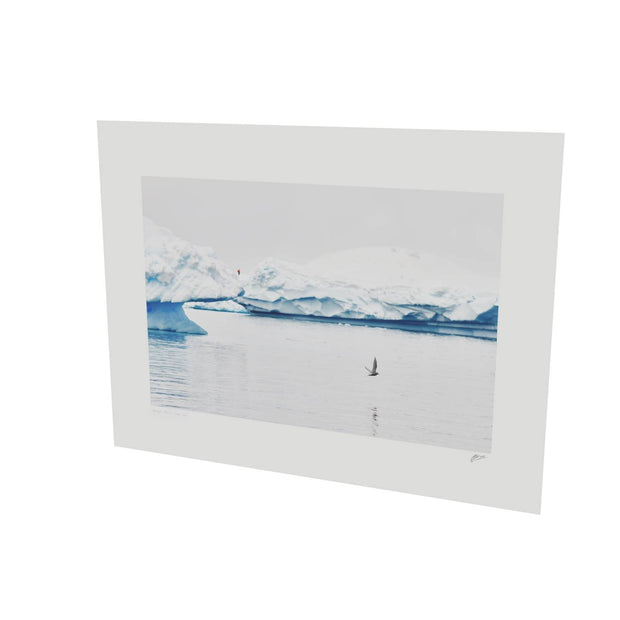 Antarctic Tern, Cuverville Island, Antarctic Peninsula