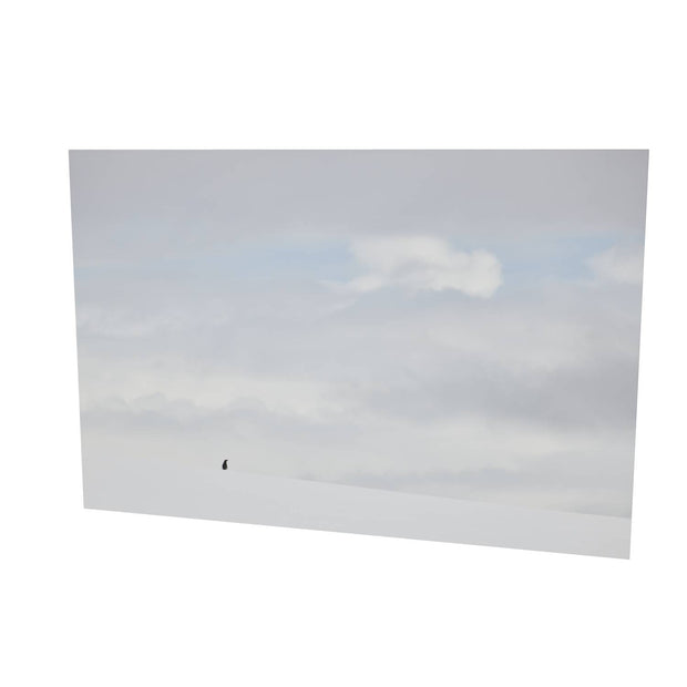 Lone Penguin, Cuverville Island, Antarctic Peninsula