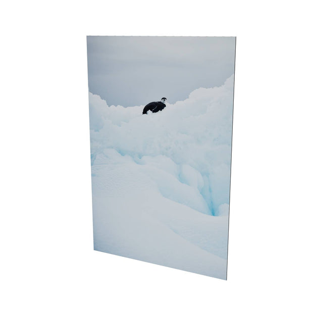 Chinstrap Penguin on Iceberg, Cuverville Island, Antarctic Peninsula