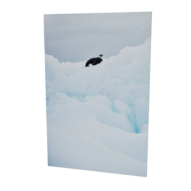 Chinstrap Penguin on Iceberg, Cuverville Island, Antarctic Peninsula