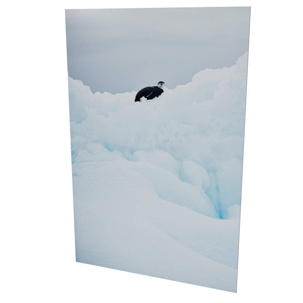 Chinstrap Penguin on Iceberg, Cuverville Island, Antarctic Peninsula