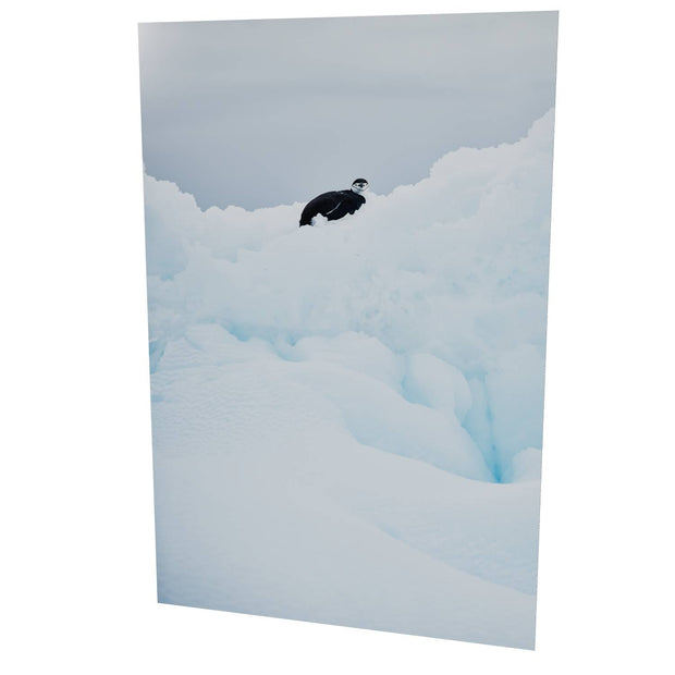 Chinstrap Penguin on Iceberg, Cuverville Island, Antarctic Peninsula