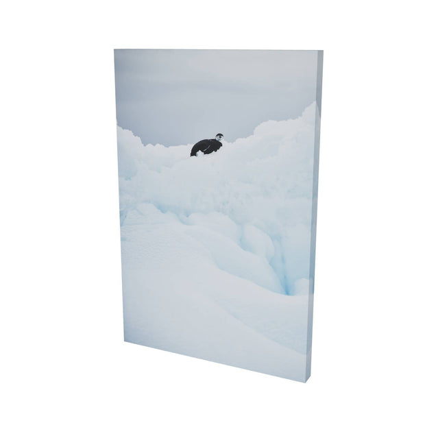 Chinstrap Penguin on Iceberg, Cuverville Island, Antarctic Peninsula