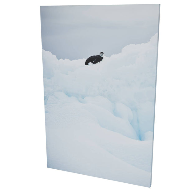 Chinstrap Penguin on Iceberg, Cuverville Island, Antarctic Peninsula
