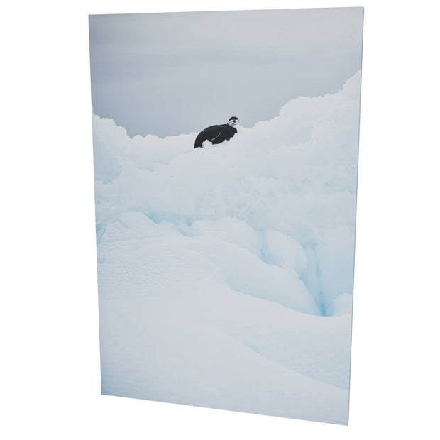 Chinstrap Penguin on Iceberg, Cuverville Island, Antarctic Peninsula