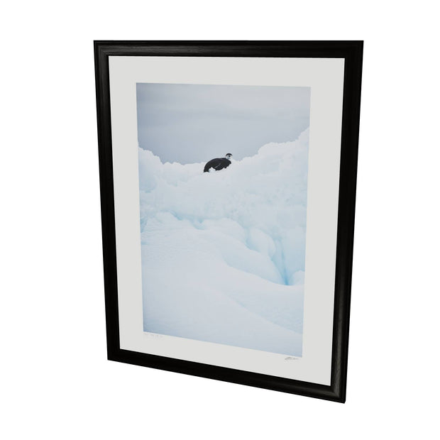 Chinstrap Penguin on Iceberg, Cuverville Island, Antarctic Peninsula