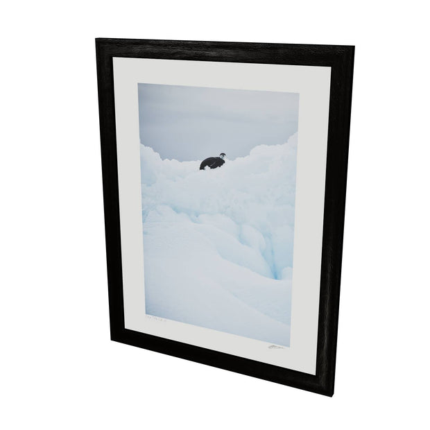 Chinstrap Penguin on Iceberg, Cuverville Island, Antarctic Peninsula