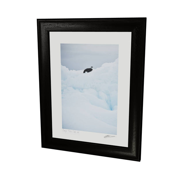 Chinstrap Penguin on Iceberg, Cuverville Island, Antarctic Peninsula