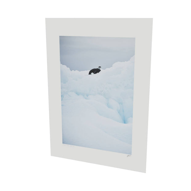 Chinstrap Penguin on Iceberg, Cuverville Island, Antarctic Peninsula