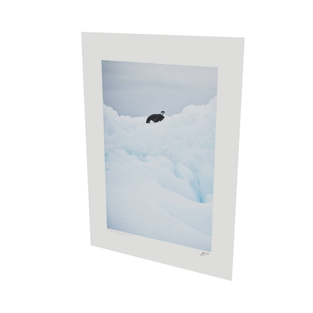 Chinstrap Penguin on Iceberg, Cuverville Island, Antarctic Peninsula