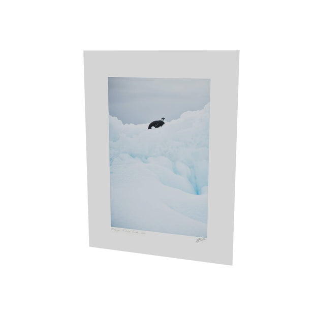Chinstrap Penguin on Iceberg, Cuverville Island, Antarctic Peninsula
