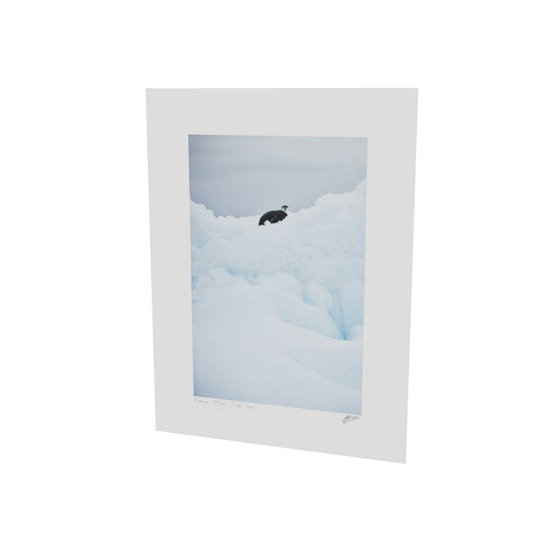 Chinstrap Penguin on Iceberg, Cuverville Island, Antarctic Peninsula