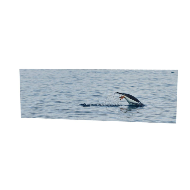 Diving Penguin, Cuverville Island, Antarctic Peninsula