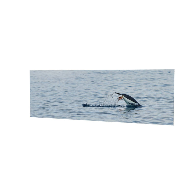 Diving Penguin, Cuverville Island, Antarctic Peninsula