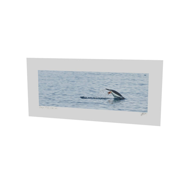 Diving Penguin, Cuverville Island, Antarctic Peninsula