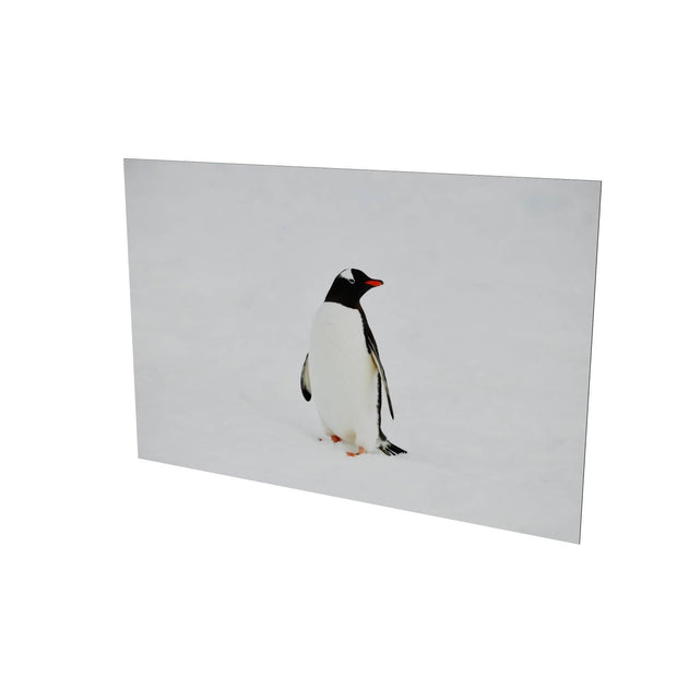 Gentoo Penguin, Cuverville Island, Antarctic Peninsula