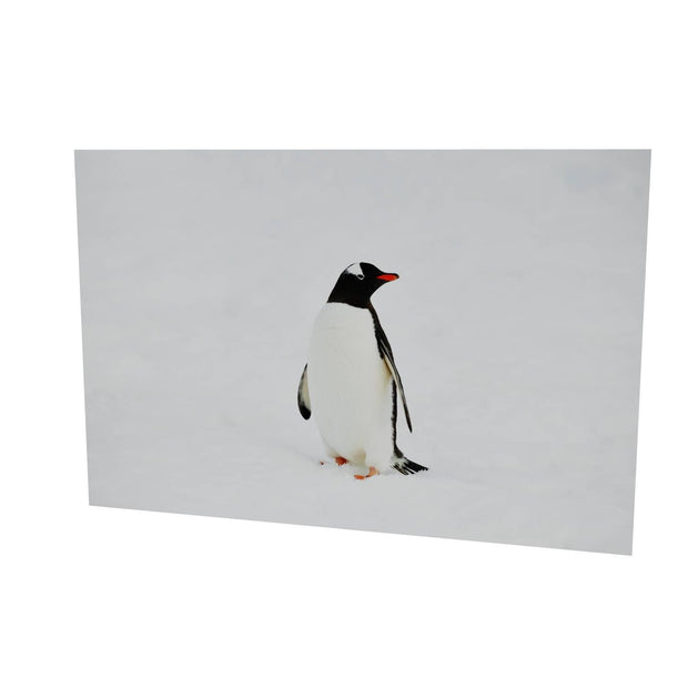 Gentoo Penguin, Cuverville Island, Antarctic Peninsula