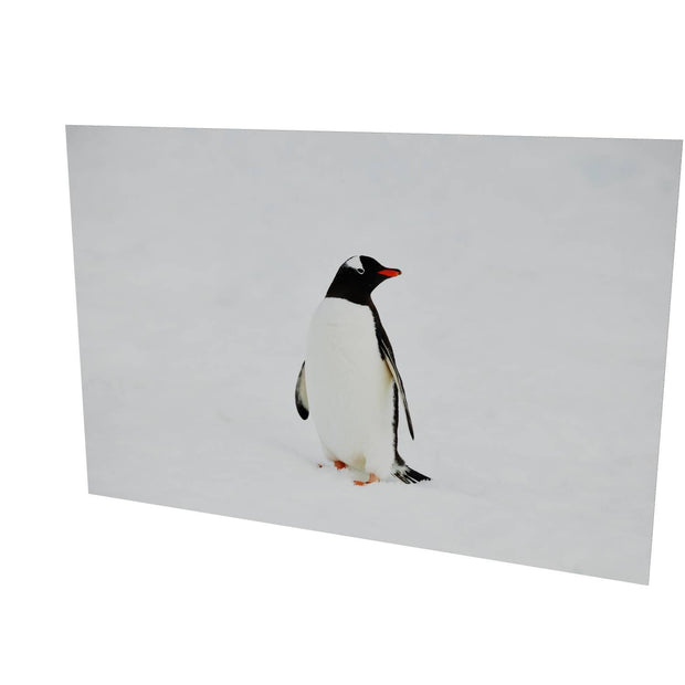 Gentoo Penguin, Cuverville Island, Antarctic Peninsula