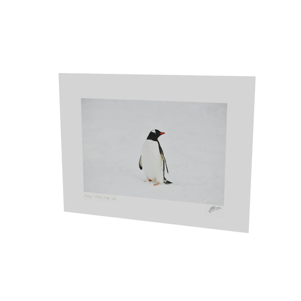Gentoo Penguin, Cuverville Island, Antarctic Peninsula