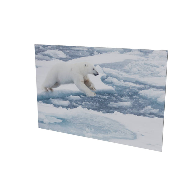 Polar Bear Leaping, Barents Sea