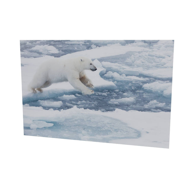 Polar Bear Leaping, Barents Sea