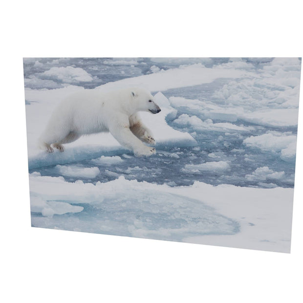 Polar Bear Leaping, Barents Sea