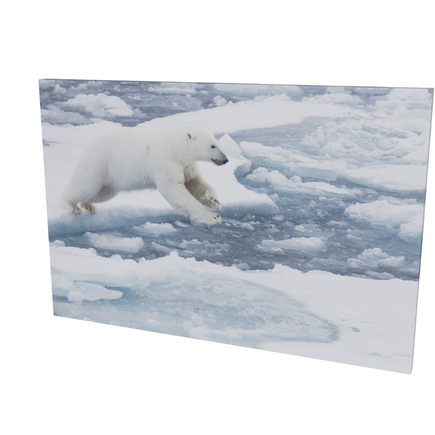 Polar Bear Leaping, Barents Sea