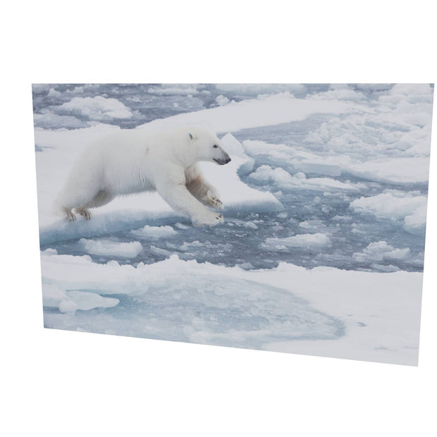 Polar Bear Leaping, Barents Sea