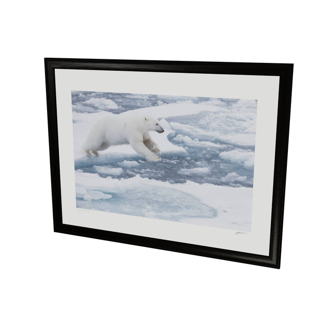 Polar Bear Leaping, Barents Sea