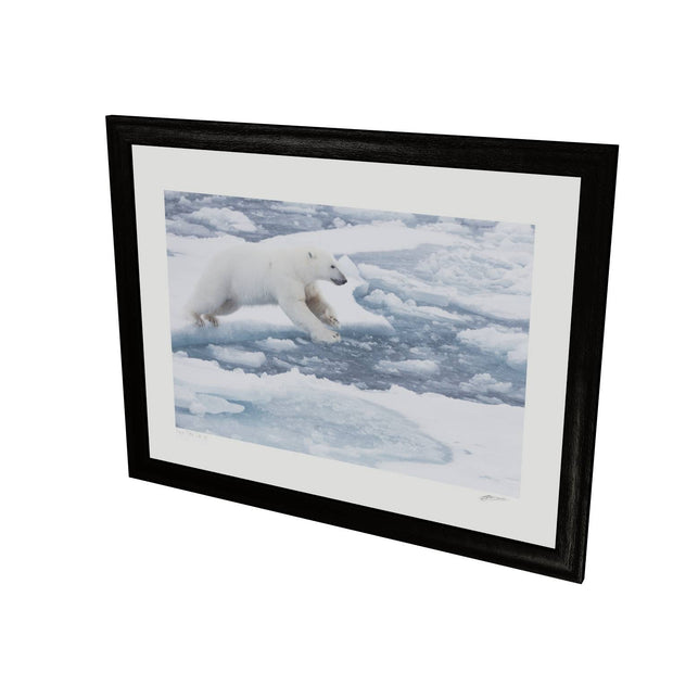 Polar Bear Leaping, Barents Sea