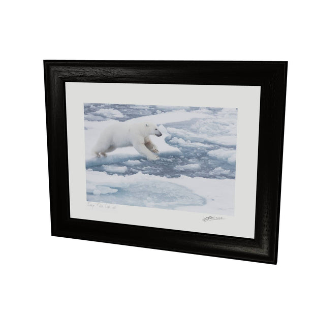 Polar Bear Leaping, Barents Sea