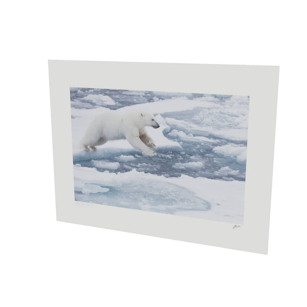 Polar Bear Leaping, Barents Sea
