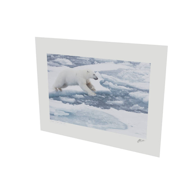 Polar Bear Leaping, Barents Sea