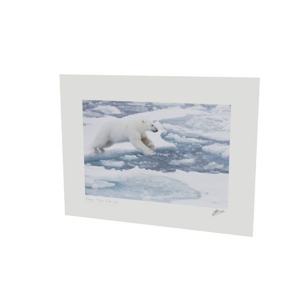 Polar Bear Leaping, Barents Sea