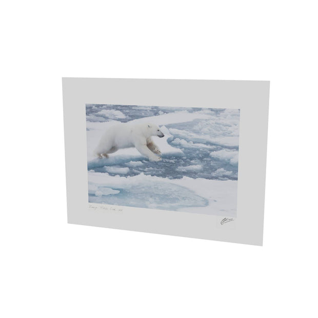 Polar Bear Leaping, Barents Sea