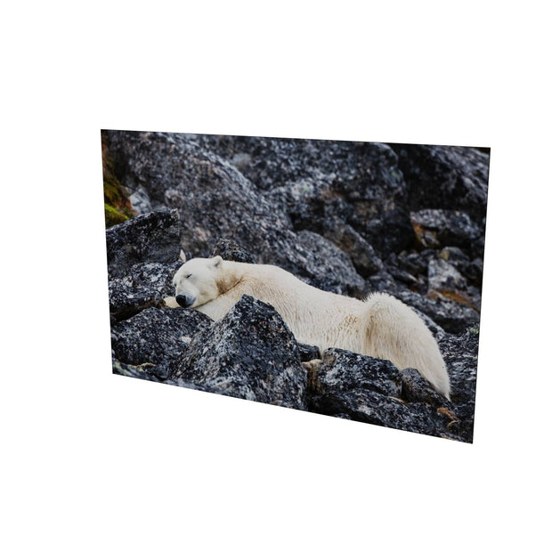 Sleeping Polar Bear, Svalbard
